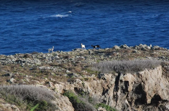 Isla Alto Velo Pedernales 1